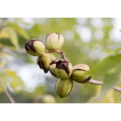 Dry Roasted Pecan Halves - By Food To Live -Grocery Sales GUEST 12d0704a 010c 48c3 8782 e1ff4bfa4ca4