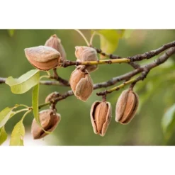 Dry Roasted California Almonds With Himalayan Salt - By Food To Live -Grocery Sales GUEST 173f9ddb 5227 4ad5 88b6 0072173c22f4