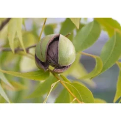 Organic Dry Roasted Pecan Halves With Himalayan Salt - By Food To Live 14 Organic Dry Roasted Pecan Halves With Himalayan Salt - By Food To Live -Grocery Sales GUEST 1a0f92f9 0347 4698 87b4 33748b3a3c4d