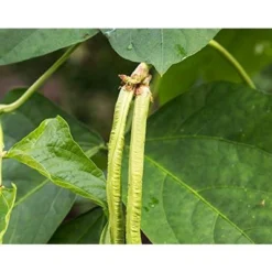 Organic Black-Eyed Peas - Raw Dried Cow Peas, Non-GMO, Bulk Beans, Product Of The USA - By Food To Live -Grocery Sales GUEST 51c2983f f3a8 46e7 95e3 0fede6fe37eb