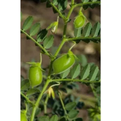 Organic Red Lentils Whole - By Food To Live -Grocery Sales GUEST 635c5c99 fa66 4510 827c db95ca479ba3