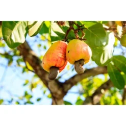 Dry Roasted Whole Cashews - By Food To Live 17 Dry Roasted Whole Cashews - By Food To Live -Grocery Sales GUEST 667c5549 7310 40fd 8140 0ec30f550290