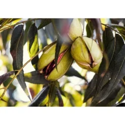 Dry Roasted Pecan Halves With Himalayan Salt - By Food To Live -Grocery Sales GUEST 77054716 0599 4505 bd04 08f728f00d6b