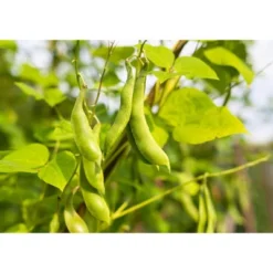 Black Turtle Beans - By Food To Live -Grocery Sales GUEST 7e5bb1e8 c40a 4442 ace4 9df6a69b4e4e