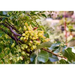 Dry Roasted Pistachio Kernels - By Food To Live -Grocery Sales GUEST 86179570 ac5c 427a b82d fb34588118ad