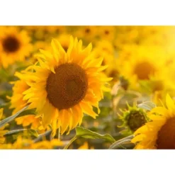 Dry Roasted Sunflower Seed Kernels With Himalayan Salt - By Food To Live -Grocery Sales GUEST 866be2f2 1abe 4804 8873 60aabe8fb333