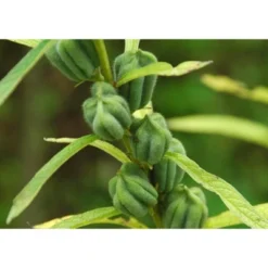 Unhulled Sesame Seeds - By Food To Live -Grocery Sales GUEST ba3ffe51 b93e 4fdf af98 154da0c928e1