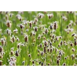 Psyllium Husk Powder - By Food To Live 17 Psyllium Husk Powder - By Food To Live -Grocery Sales GUEST bbbdb3b0 4427 44a7 8cbb 98ad352ea3b0