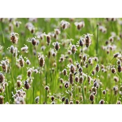 Psyllium Husk Powder - By Food To Live 9 Psyllium Husk Powder - By Food To Live - Image 7