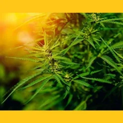 Organic Canadian Hemp Seeds - By Food To Live -Grocery Sales GUEST bdf9a1e4 eef6 427b 9ac8 1d6c060d5b64