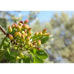 Dry Roasted Pistachio Kernels With Himalayan Salt - By Food To Live -Grocery Sales GUEST cd80639b ac4d 4aa3 8806 aafc64db5023