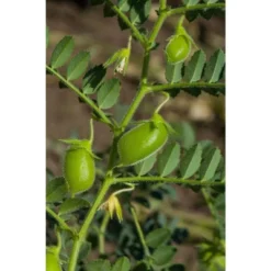 Red Lentils Whole - By Food To Live -Grocery Sales GUEST decb5c1b daf0 4564 94ee ab044f479cd9