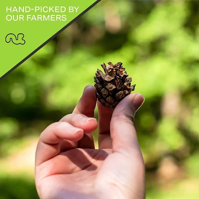 Premium Pine Nuts All Natural, Kosher, Vegan, Raw Pignolias By Nut Cravings 6 Premium Pine Nuts All Natural, Kosher, Vegan, Raw Pignolias By Nut Cravings - Image 4