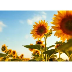 Dry Roasted Sunflower Seed Kernels - By Food To Live -Grocery Sales GUEST e87d095b f5b1 4648 8270 f63cead1e8ac