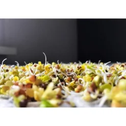 Organic Arugula Sprouting Seeds - By Food To Live -Grocery Sales GUEST f089854c 14c3 4501 a26e 0cf587c00614