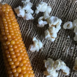 Free Day Popping Ear Non-GMO Yellow Un-Popped Popcorn - Pack Of 6 - Popcorn On The Cob -Grocery Sales GUEST fc683e16 8745 4d6d b4ea 790413eb5d14